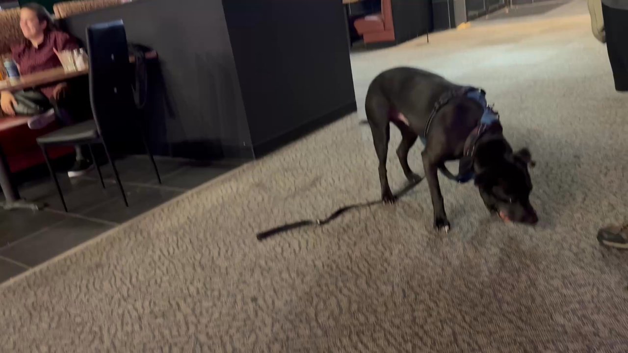 Twisted Monkey Bar & Grill - Dog running around - Bars Near Me - Olympia, Washington