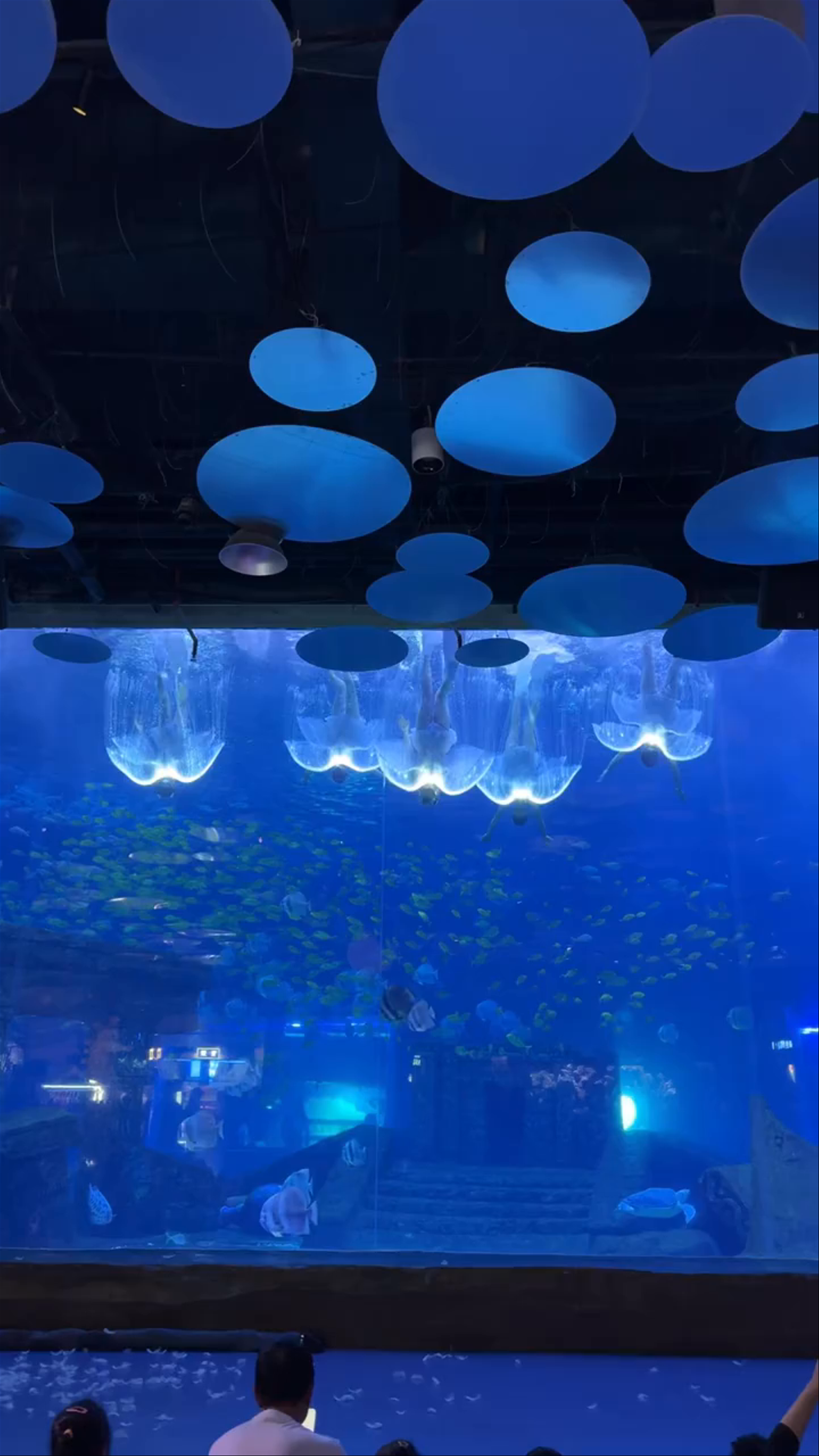 Mesmerizing Underwater Dance Show at Chengdu Haichang Polar Ocean Park