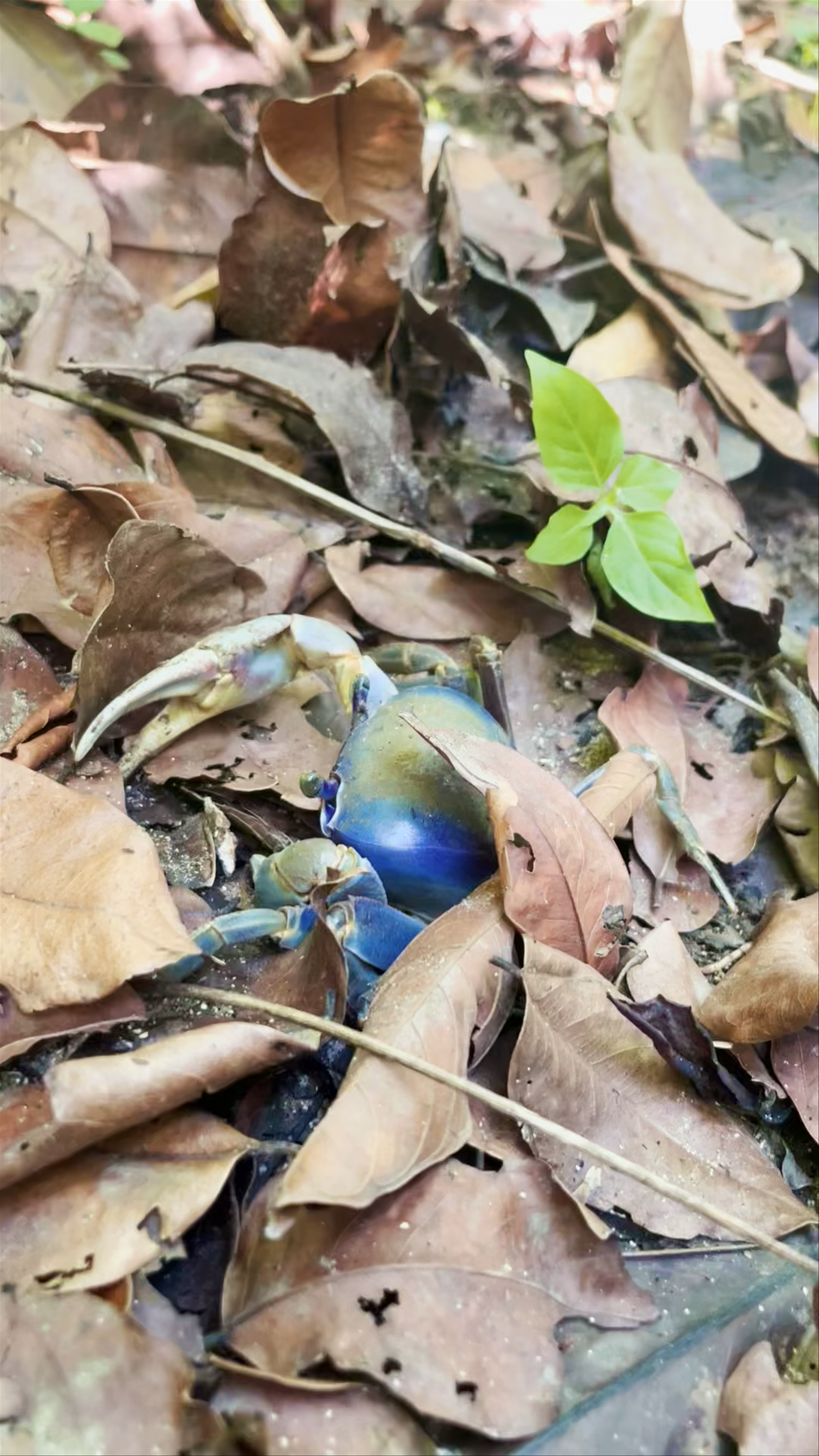 Refugio Nacional Gandoca-Manzanillo