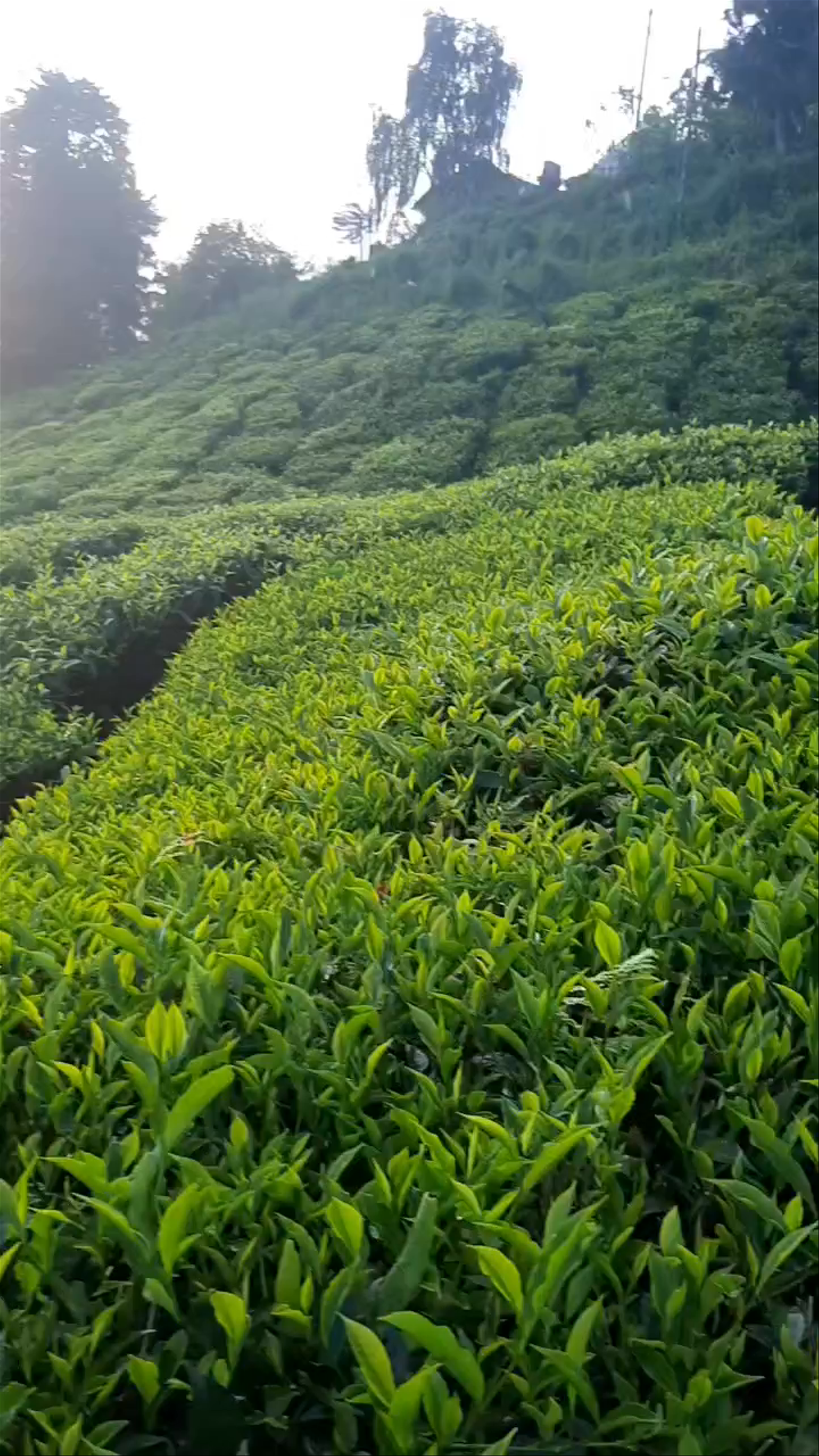 Boh Tea Plantation