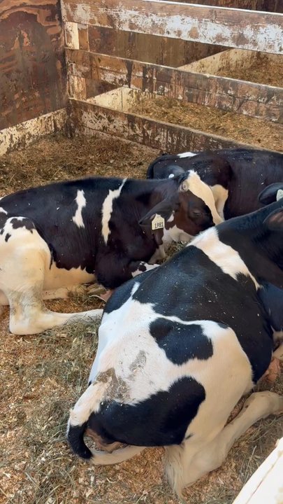 D Dutchmen Dairy - calves - Ice Cream & Frozen Yogurt Near Me - Sicamous, British Columbia