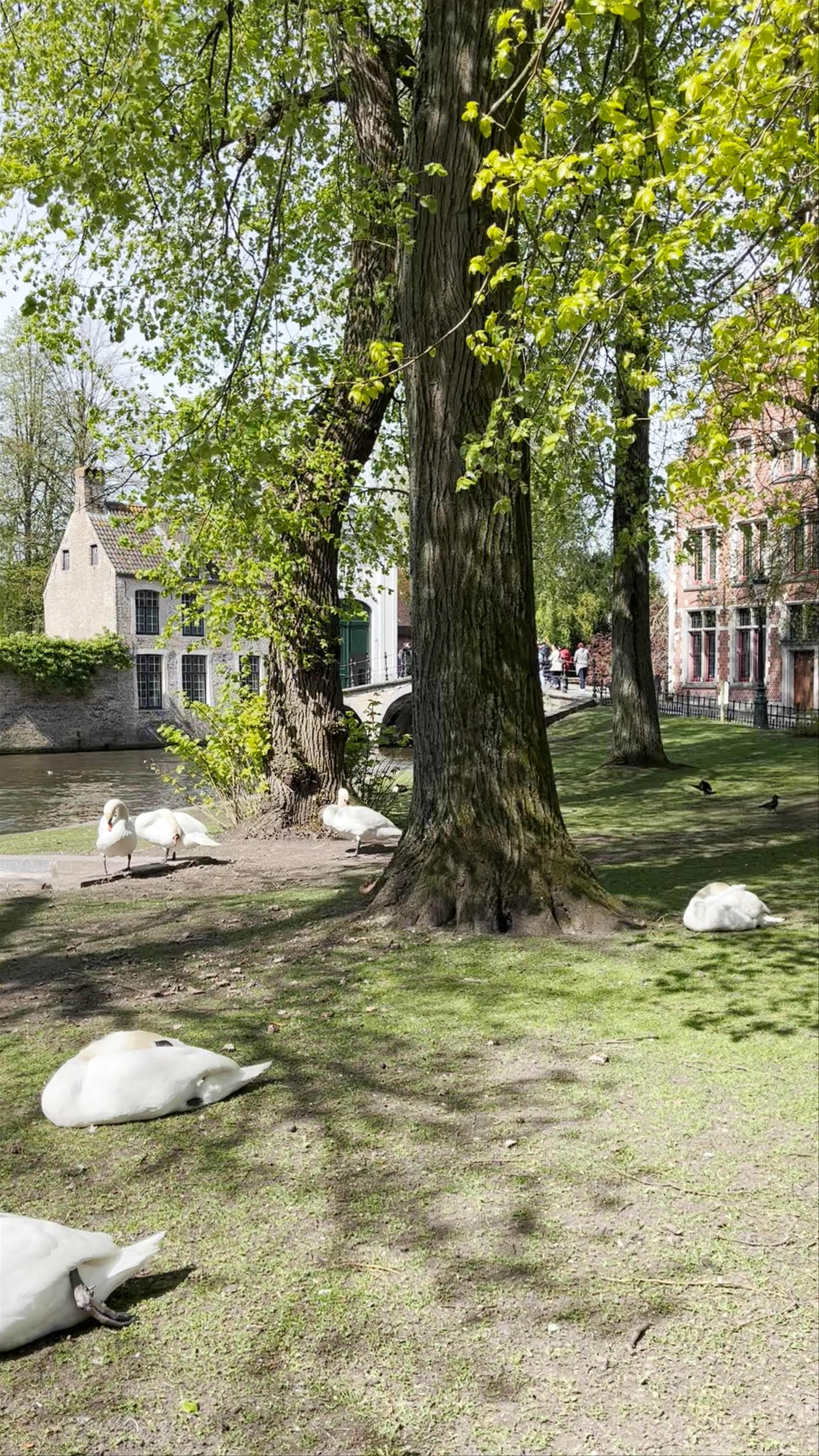 Wijngaardplein, Bruges