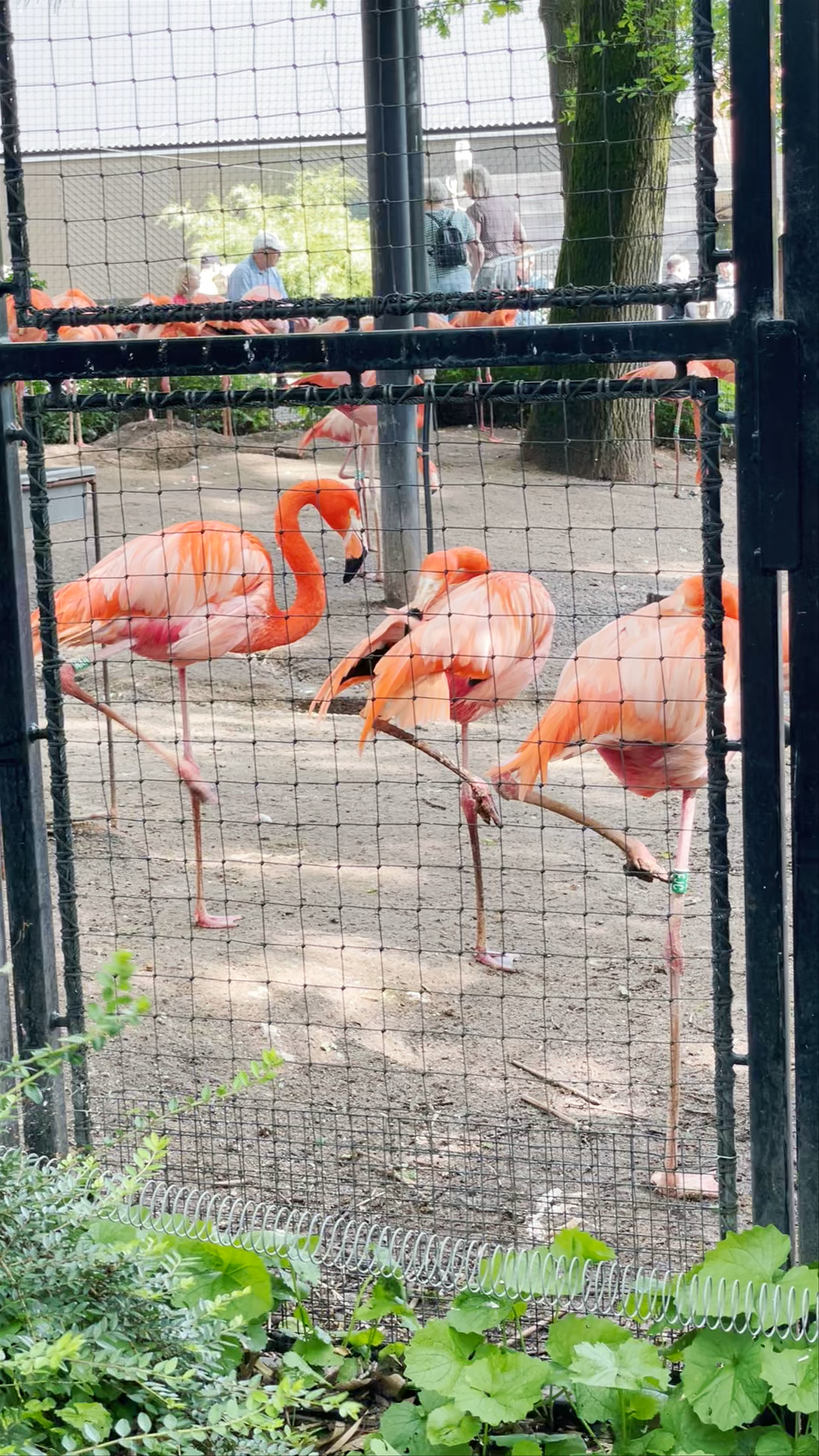 Ouwehands Dierenpark