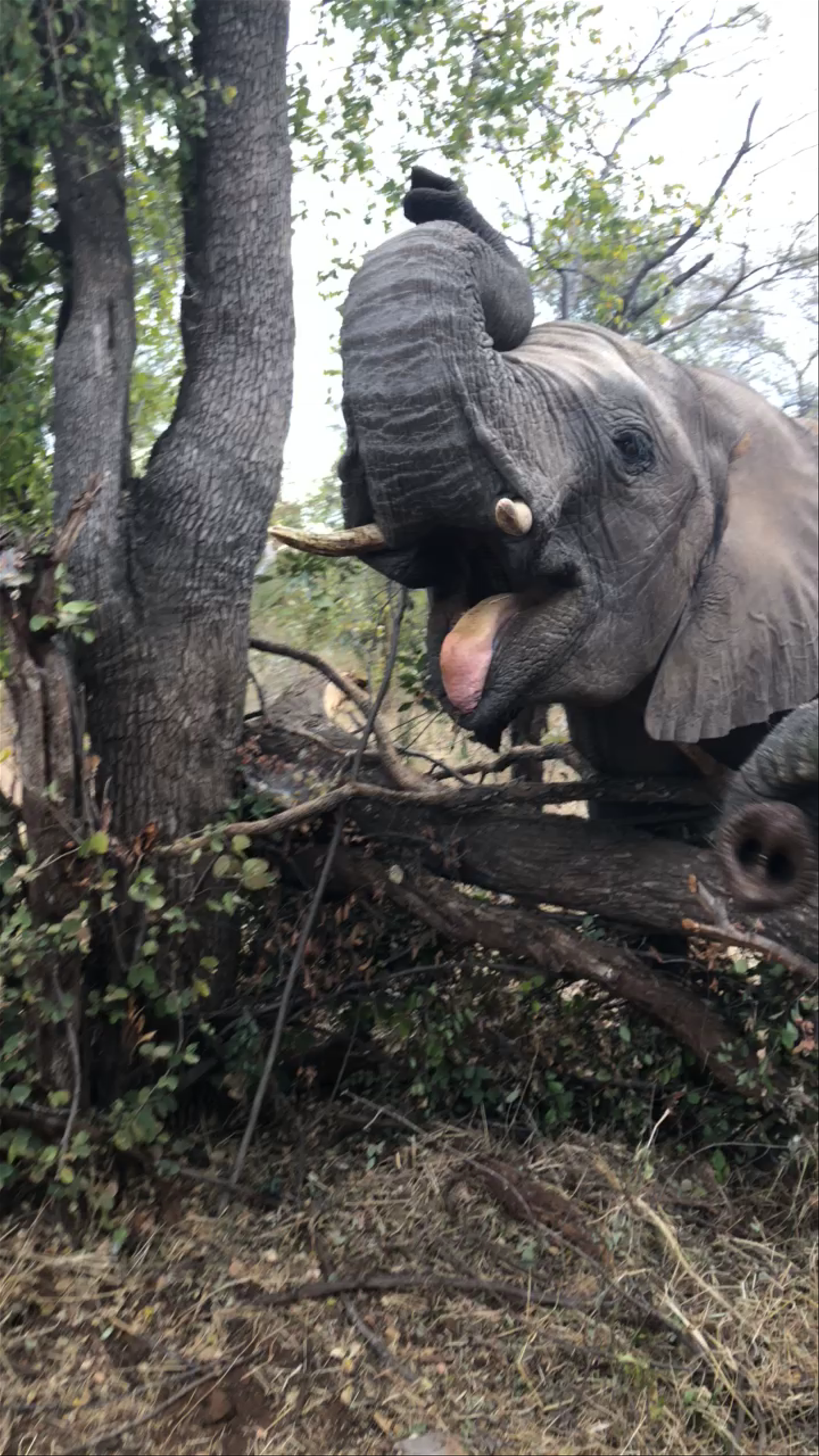 Hwange National Park