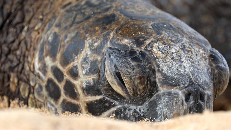 Green Sea Turtle poster