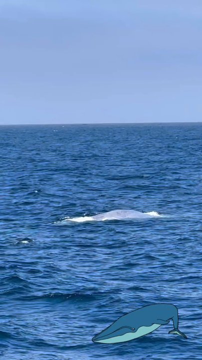 catamaran boat whale watching