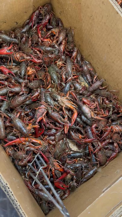 Asian Supermarket - Poor Dudes - International Grocery Near Me - Columbus, Georgia