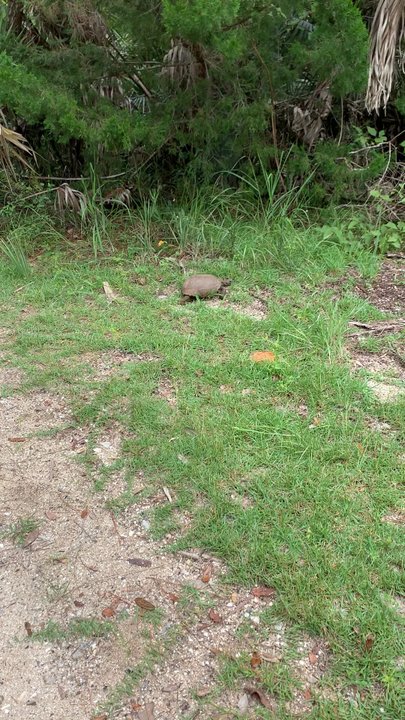 Tomoka State Park - I don't know why we are so excited about this turtle but we were lol - Parks Near Me - Ormond Beach, Florida