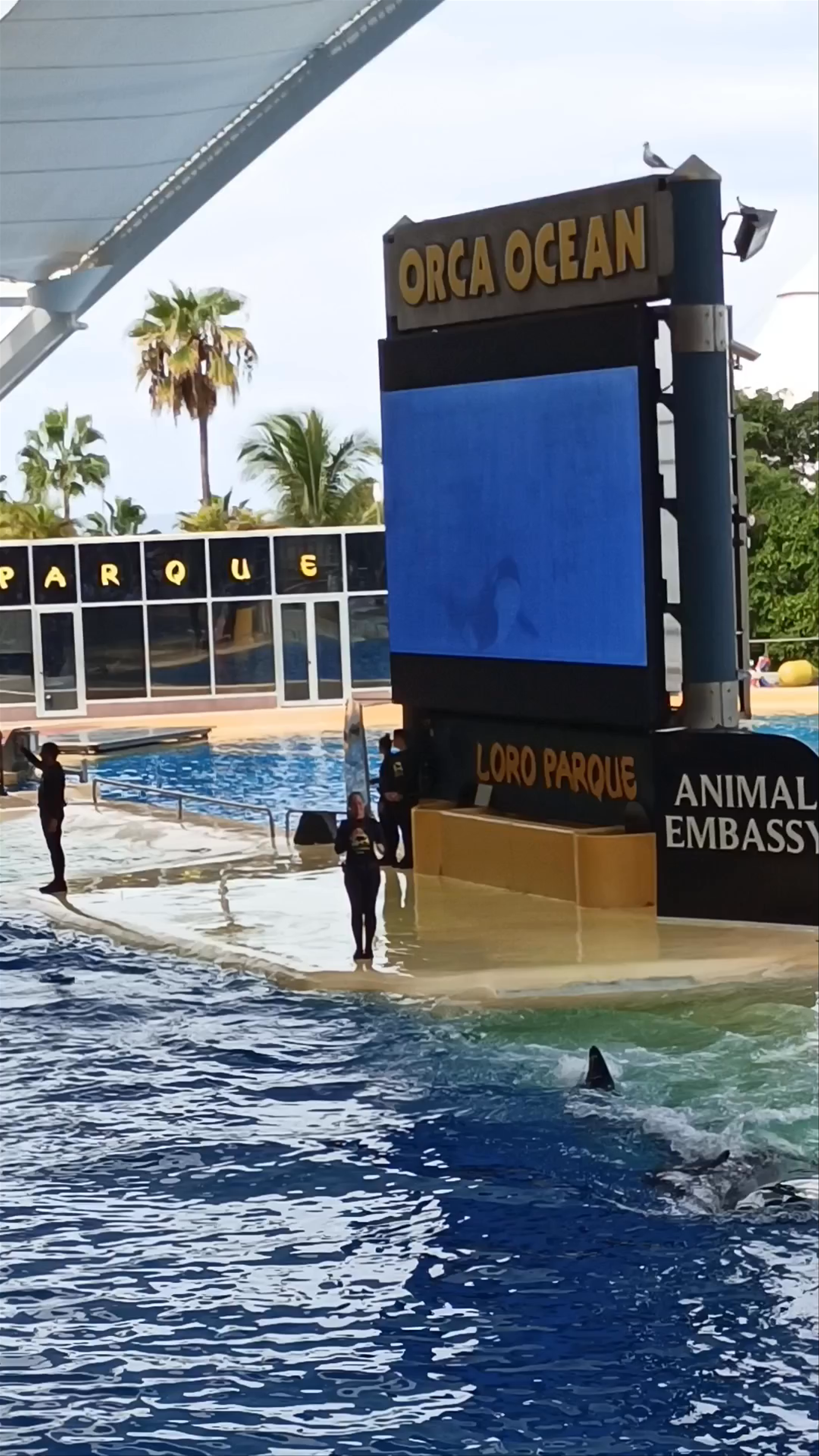 Orca Ocean Show at Loro Parque in Puerto de la Cruz, Spain