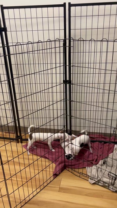 Rescue Me Marana - 11/03/2025 puppies playing - Pet Adoption Near Me - Tucson, Arizona