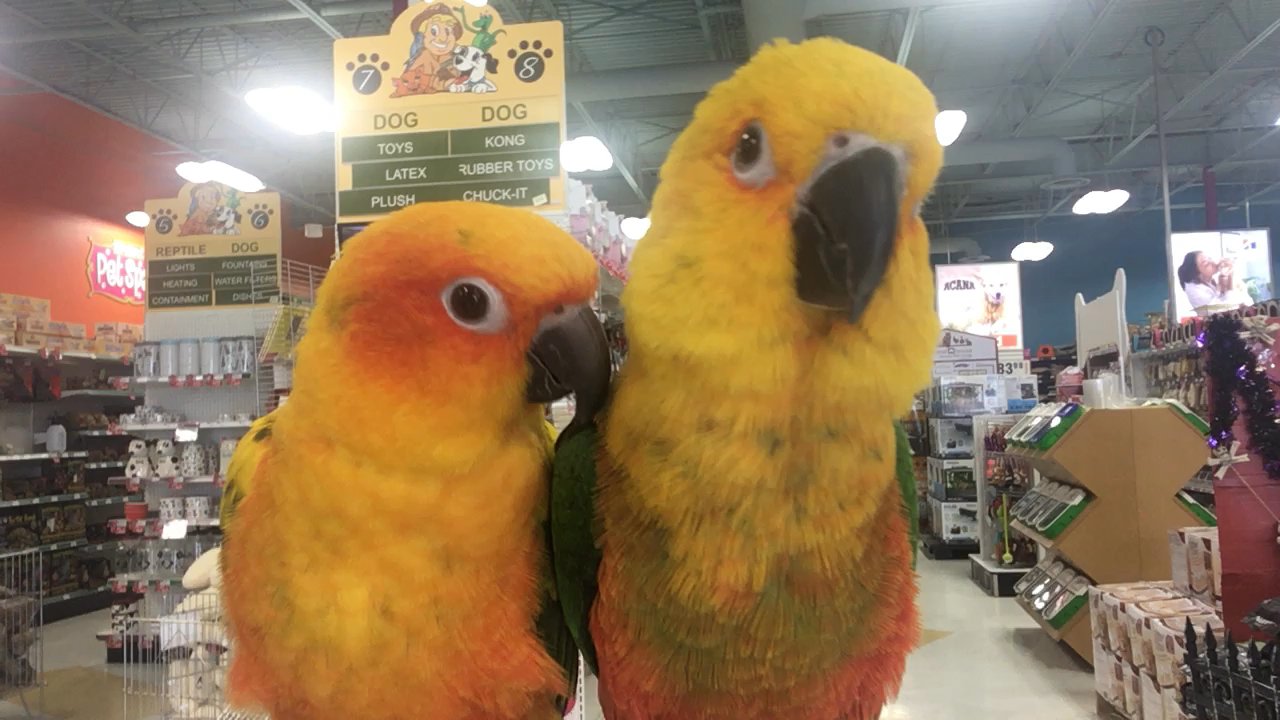 Petland - Pet Stores Near Me - Calgary, Alberta