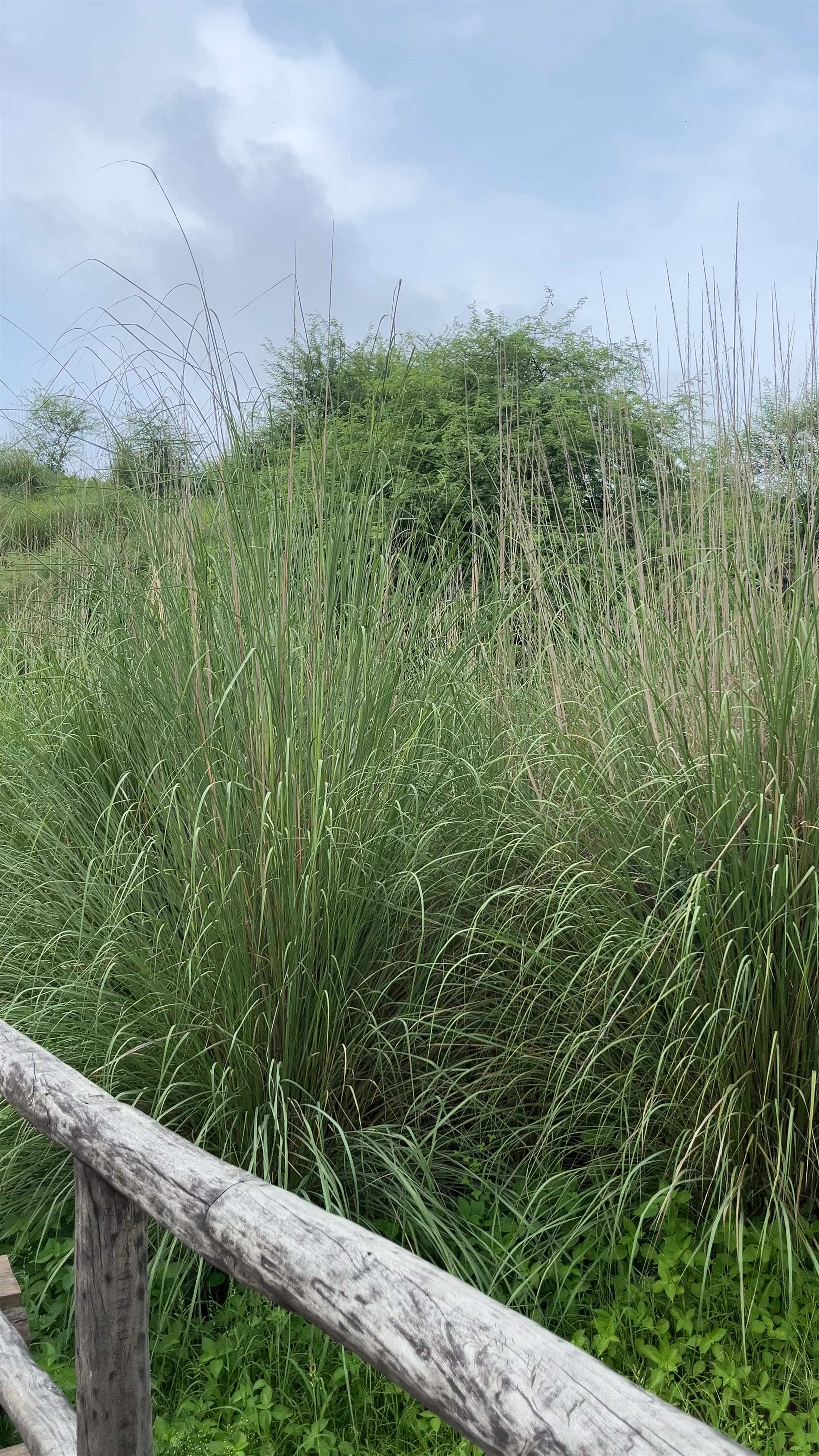 Kishan Bagh Sand Dunes Jaipur