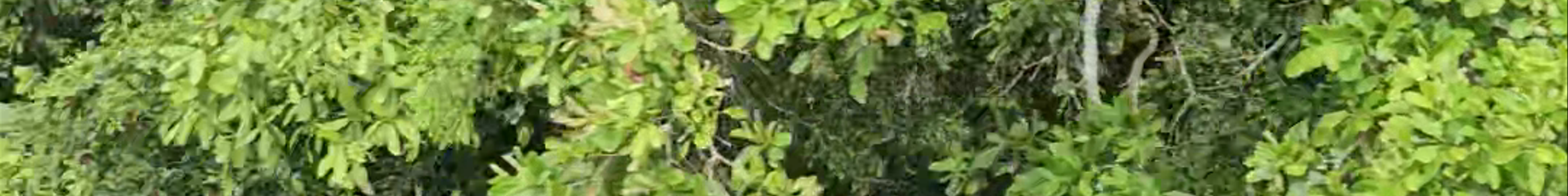 Tours & experiences in Belmopan