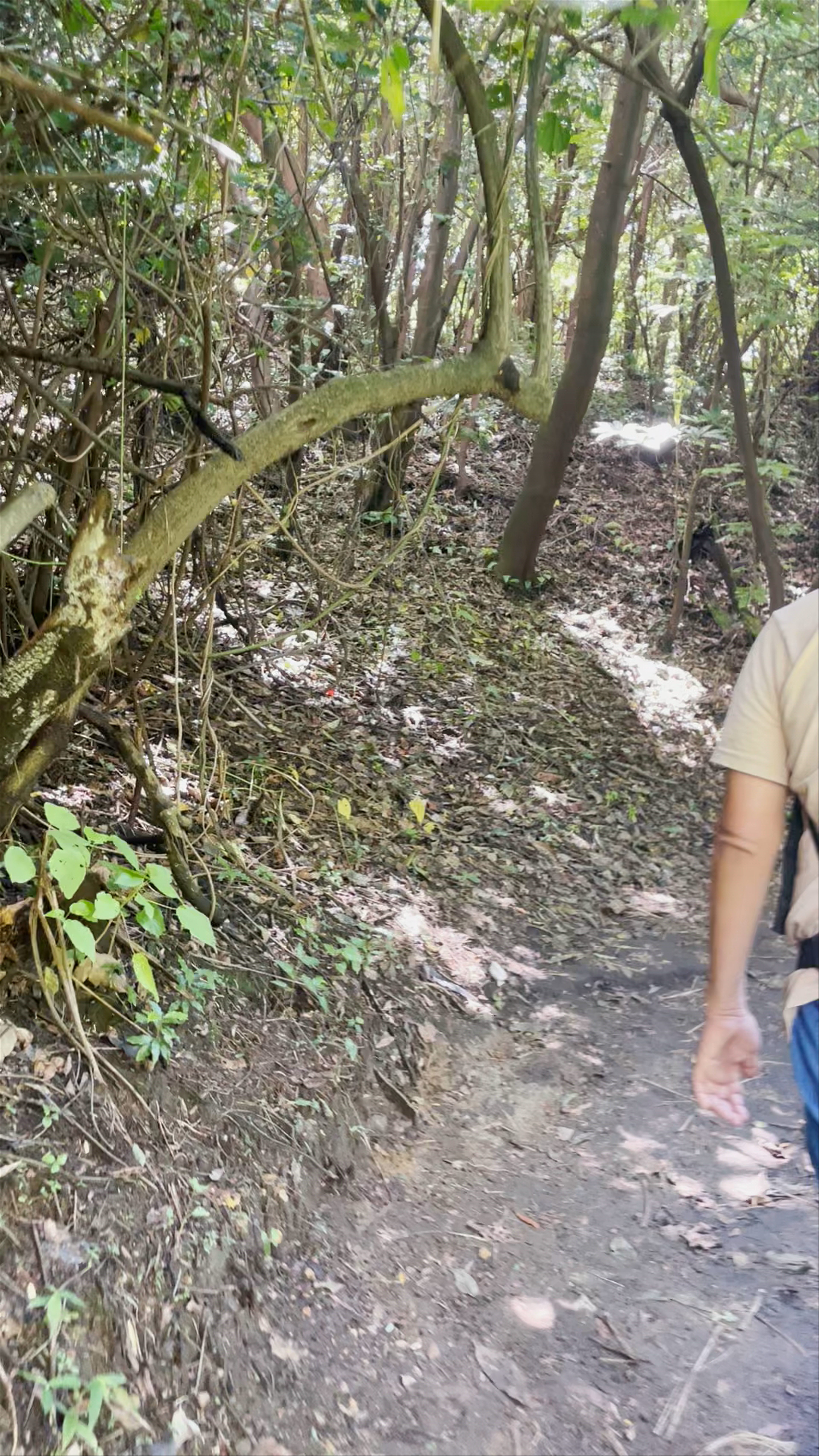 Santa Ana Volcano Panoramic Viewpoint Two