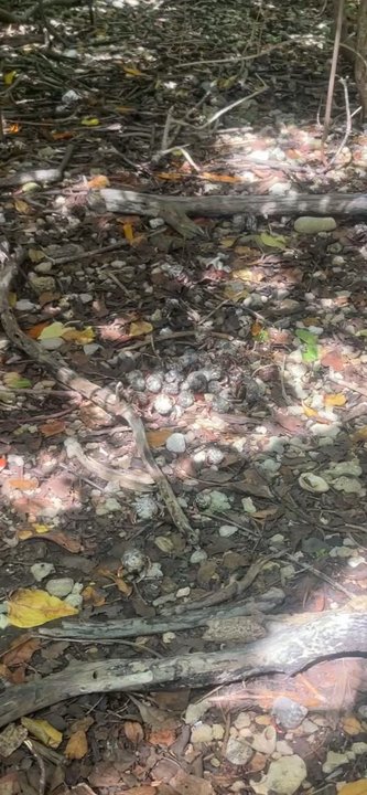 Virgin Islands Ecotours - Crabs looking lunch - Tours Near Me - St Thomas, Virgin Islands