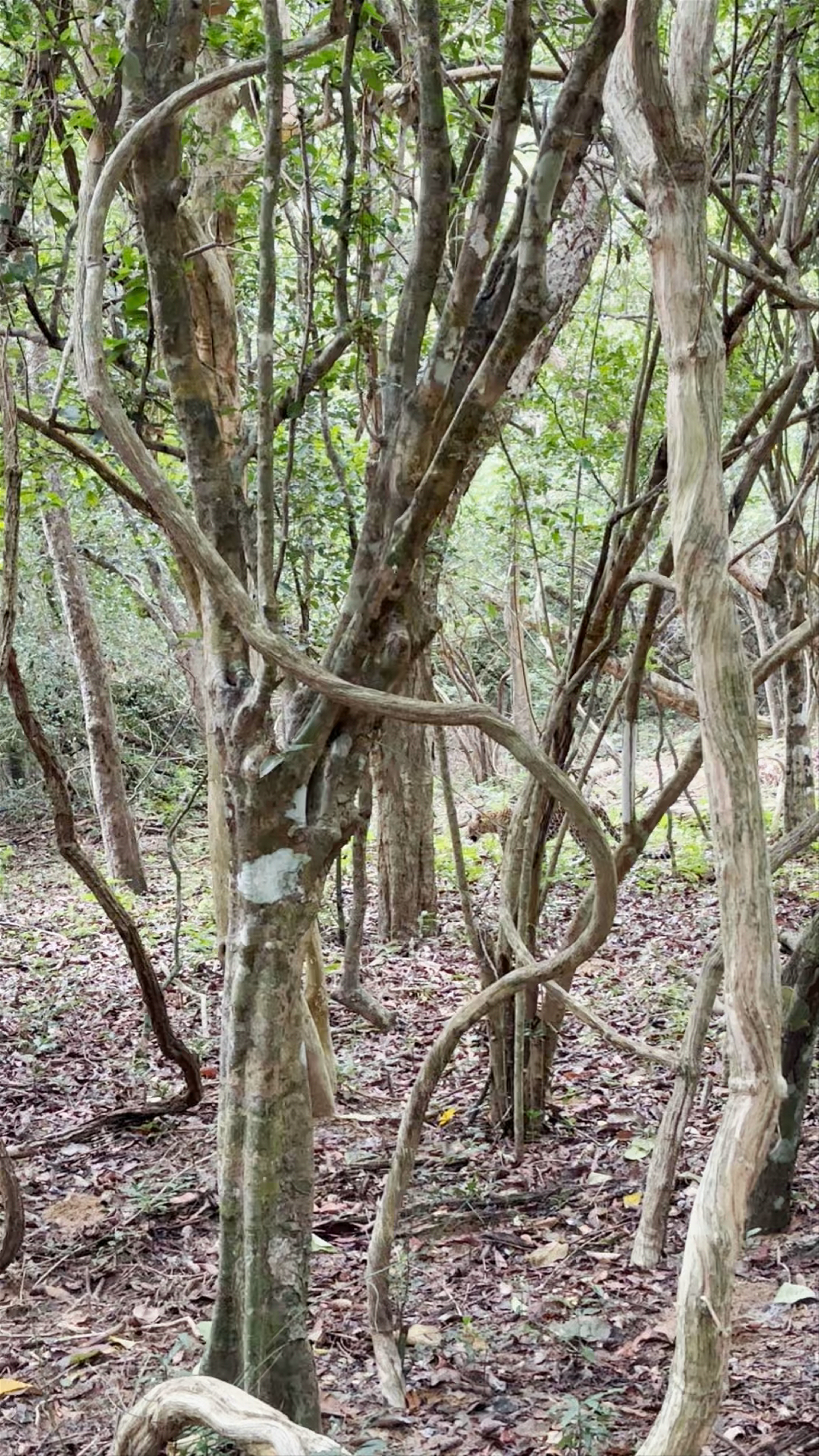 Wilpattu National Park