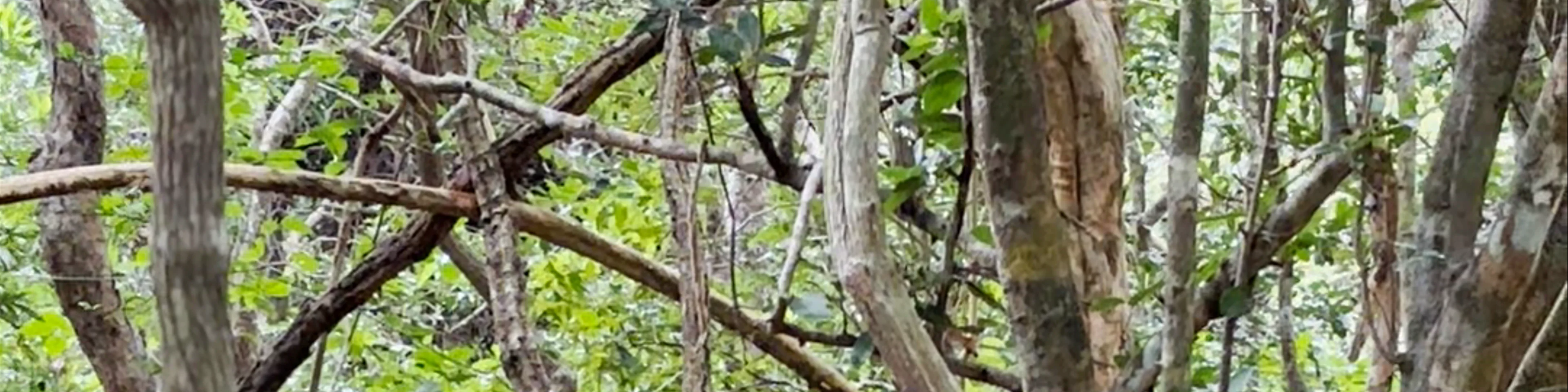Wilpattu National Park