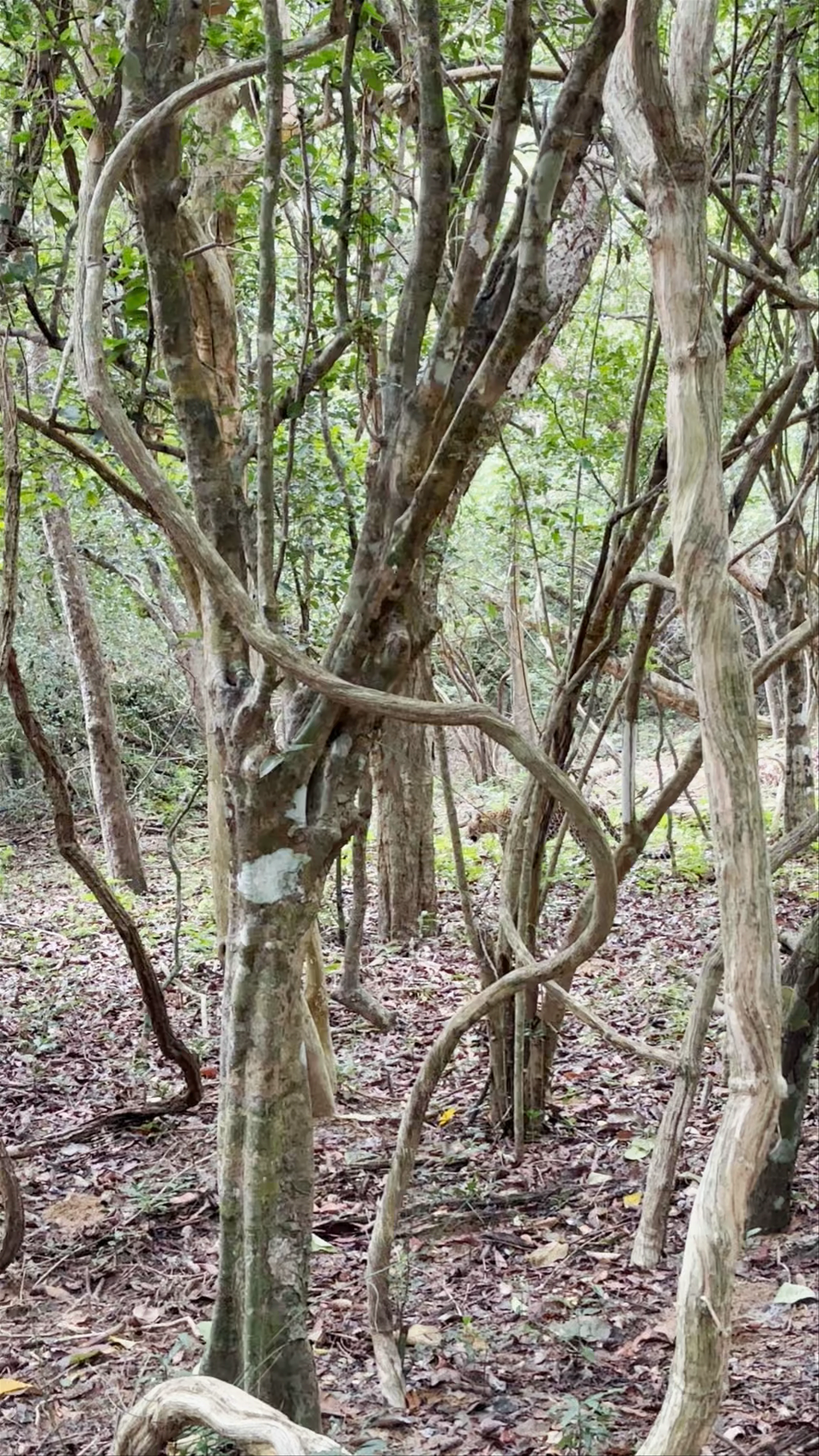 Wilpattu National Park