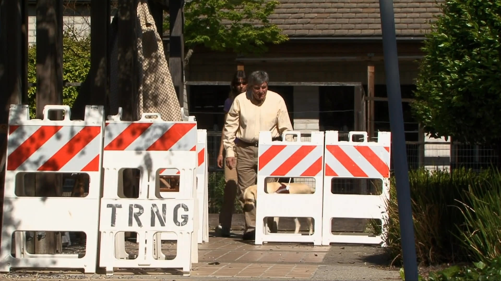 A handler guides a golden retriever across a city intersection and through a training obstacle course marked by construction barricades. This exercise focuses on navigating public spaces and overcoming physical barriers.