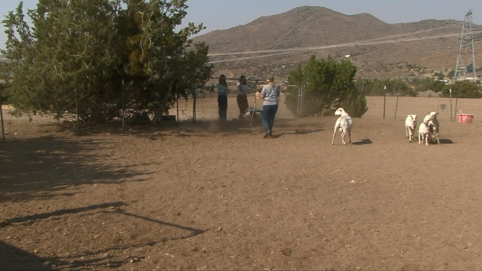 A border collie demonstrates herding techniques by guiding a small group of sheep across an outdoor training arena under the guidance of a handler.