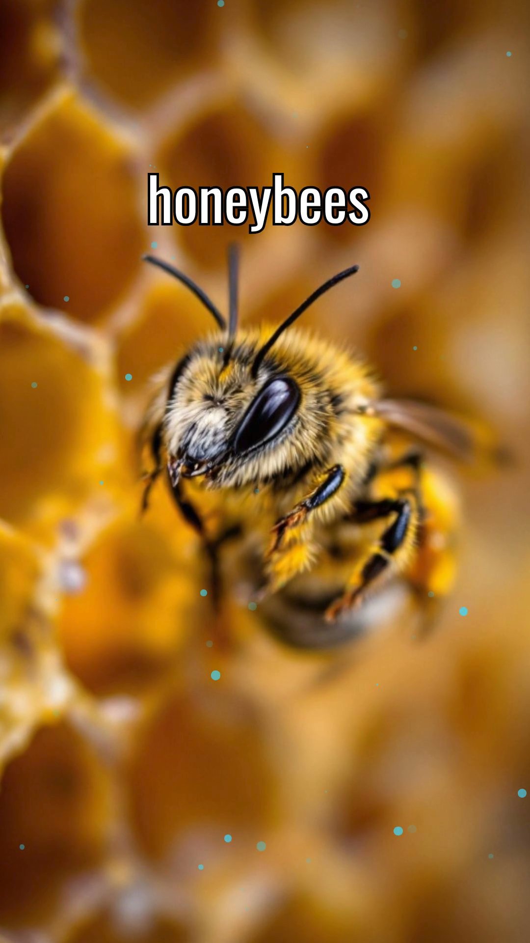 The Complex Dance of the Honeybee: A Closer Look at the Waggle Dance