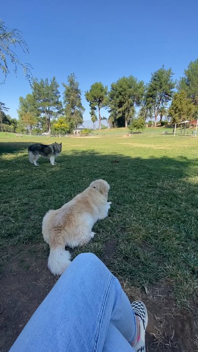 Tom & Hound - Here's Bronx! I'll follow back up with you all soon with him at the dog park while we go down this journey together. YAY BRONX. - Pet Stores Near Me - Redlands, California