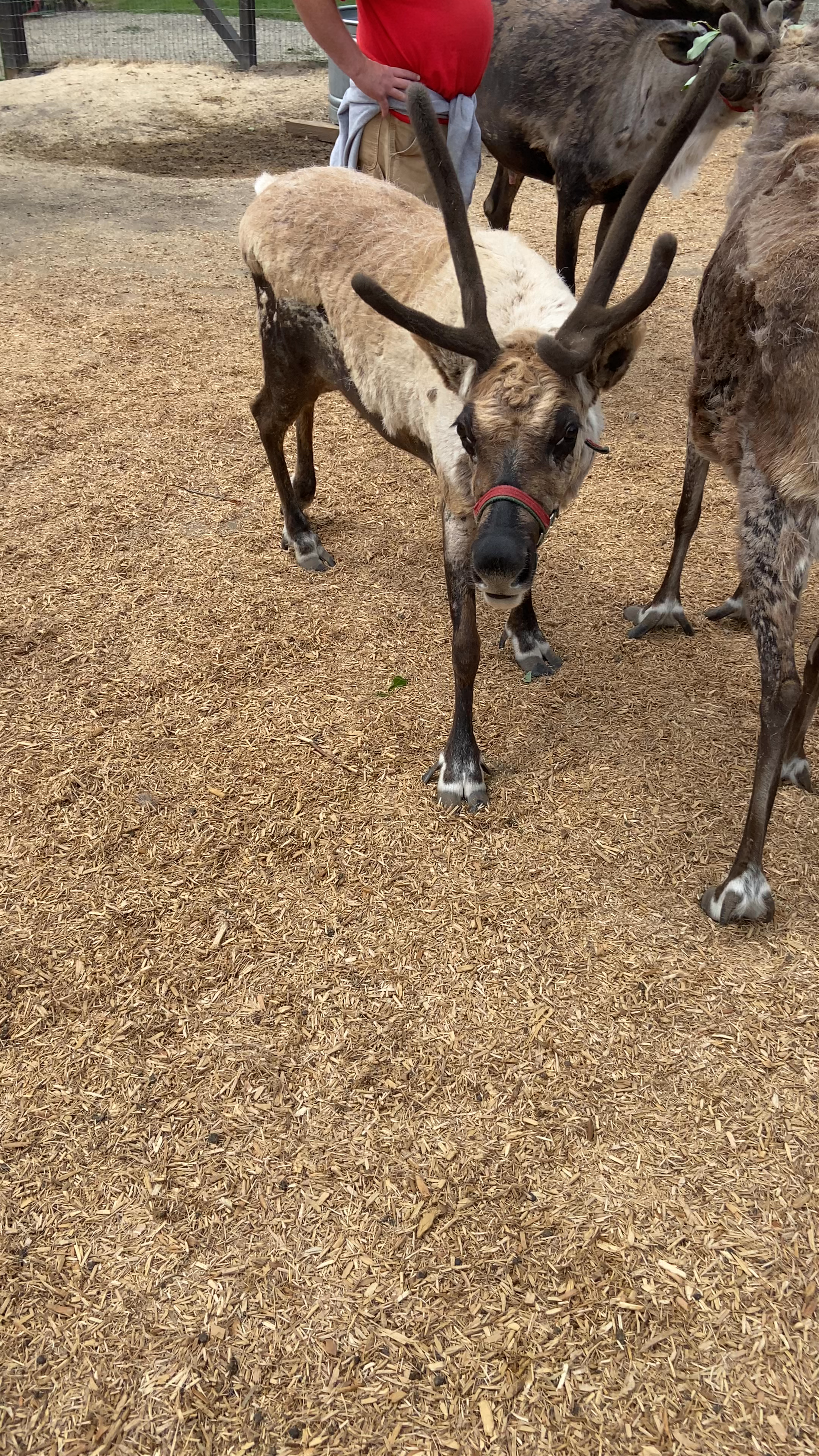Leavenworth Reindeer Farm