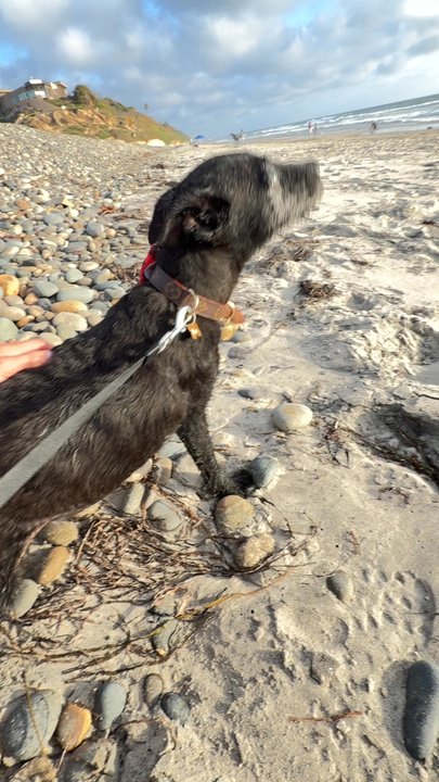Alila Marea Beach - Beach day with the dogs - Venues & Event Spaces Near Me - Encinitas, California