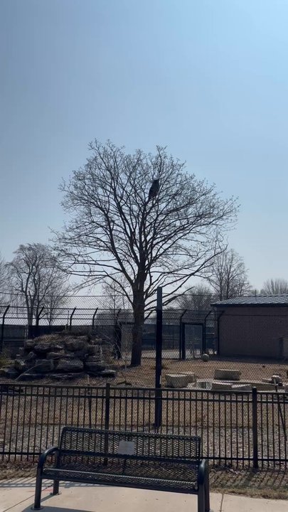Menominee Park - The bear decided to be a bit of the daredevil! - Parks Near Me - Oshkosh, Wisconsin