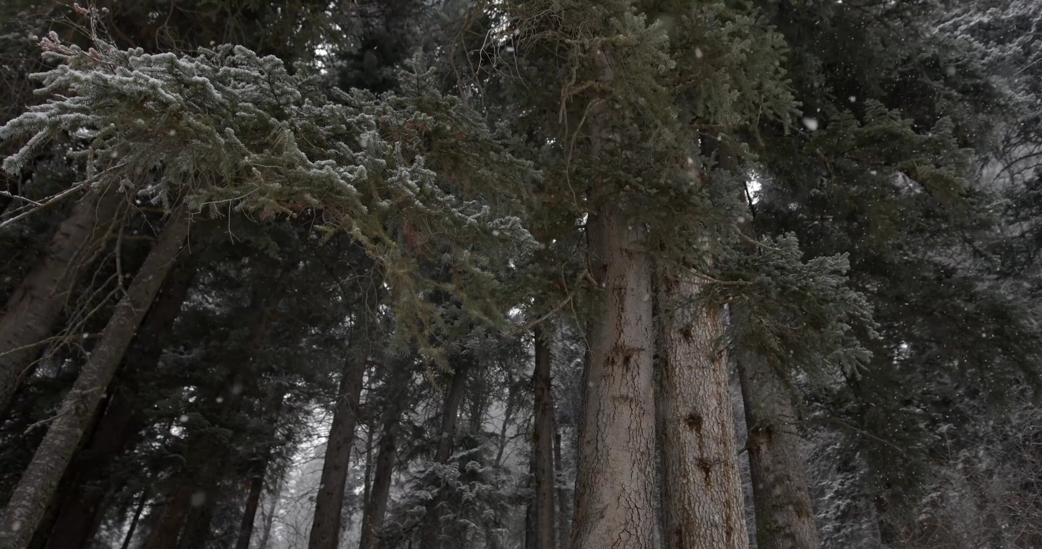 Snow in the Pines