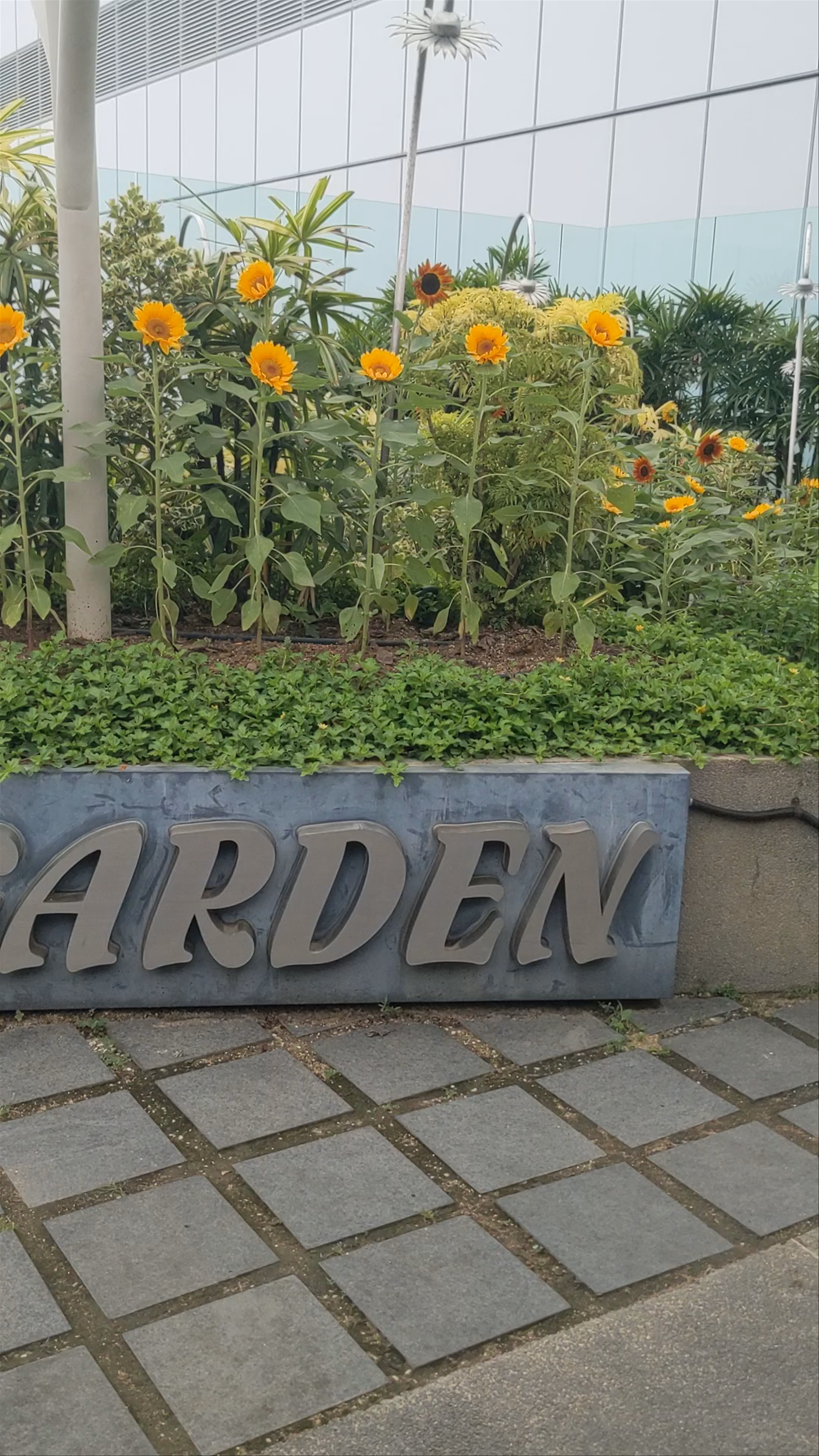 Sunflower Garden Serenity: A Floral Escape in Singapore