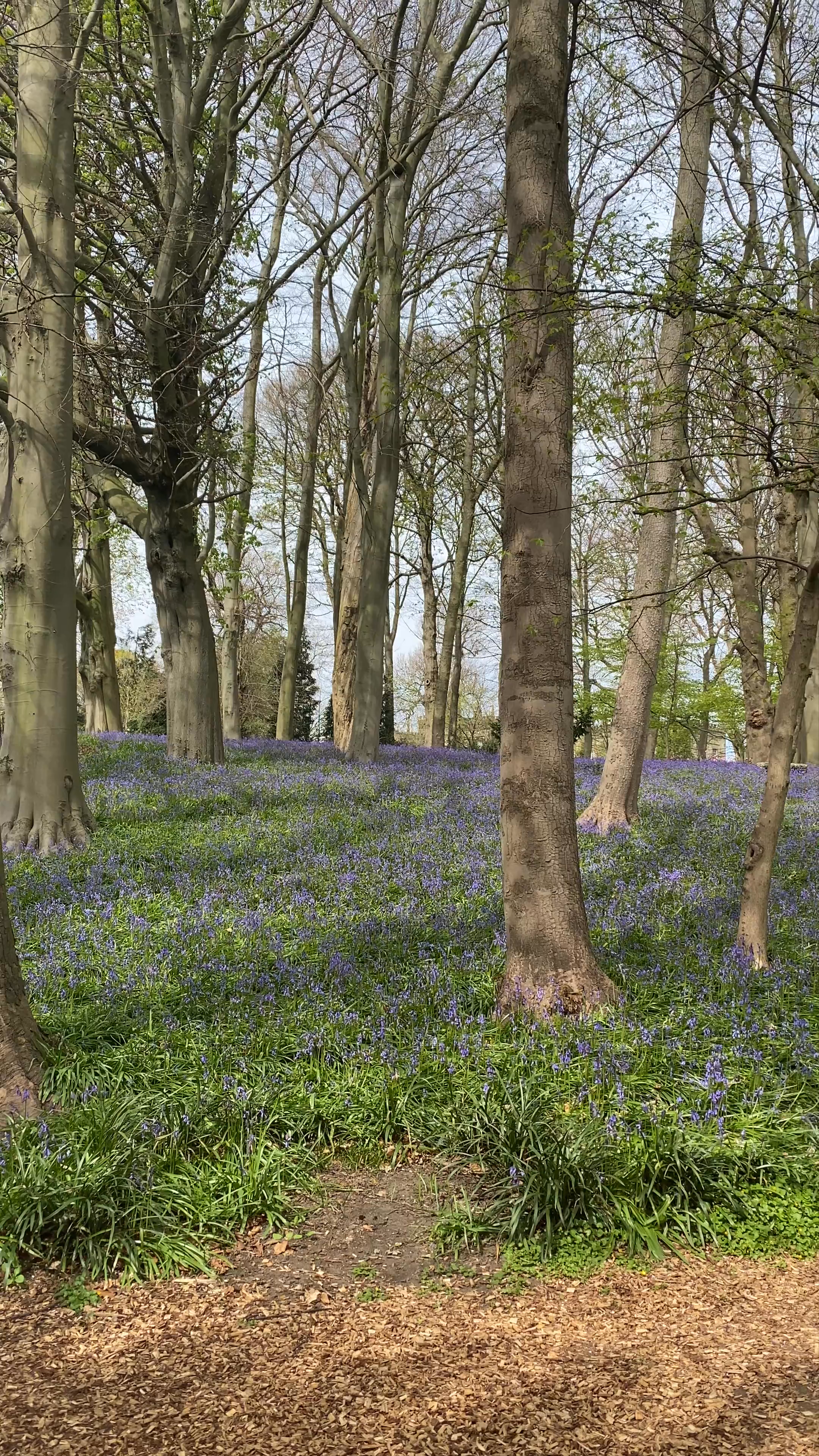Enchanting Bluebell Woods at Renishaw Hall, Sheffield