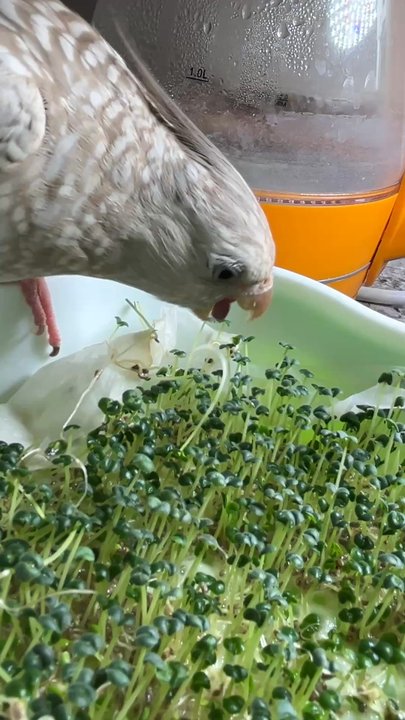 Parrot Adventure - My bird loves to eat healthy food! - Bird Shops Near Me