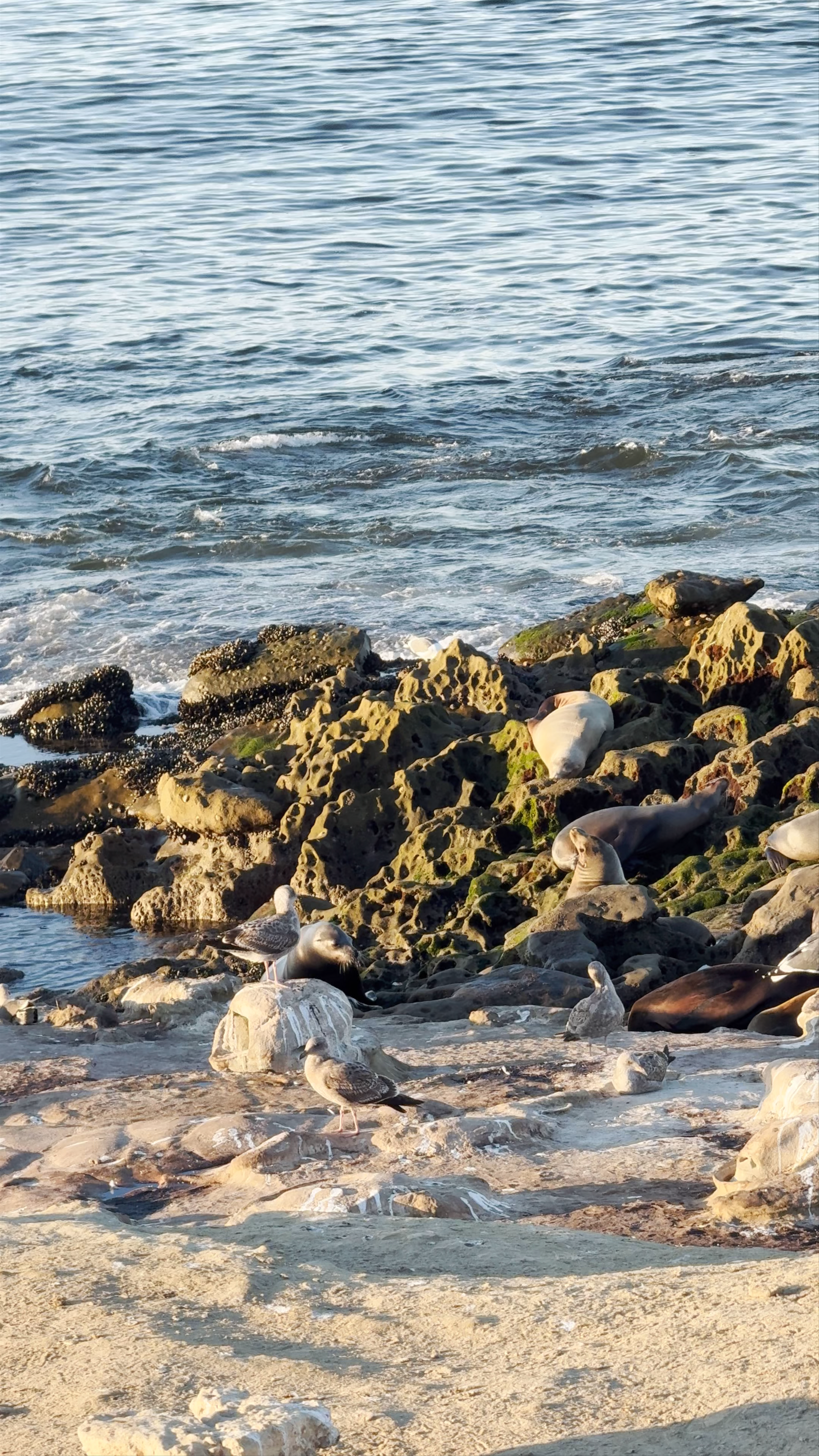 La Jolla Shores Beach Sea Lions in Golden Hour