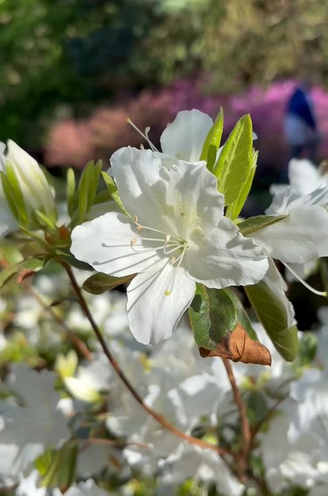 Deep Cut Gardens - Botanical Gardens Near Me - Middletown, New Jersey