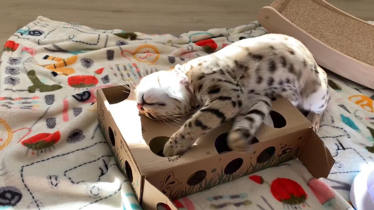 Cuddles Not Cages - ‍ Posey showing off her Bengal hunter instincts with this cardboard enrichment box. Definitely need one of these for home! - Pet Boarding Near Me