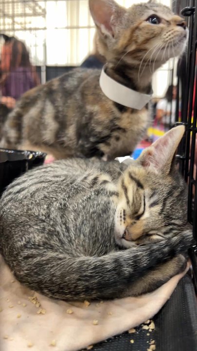 CatCon - Kittens for adoption from Pasadena Humane Society! - Pet Adoption Near Me - Pasadena, California