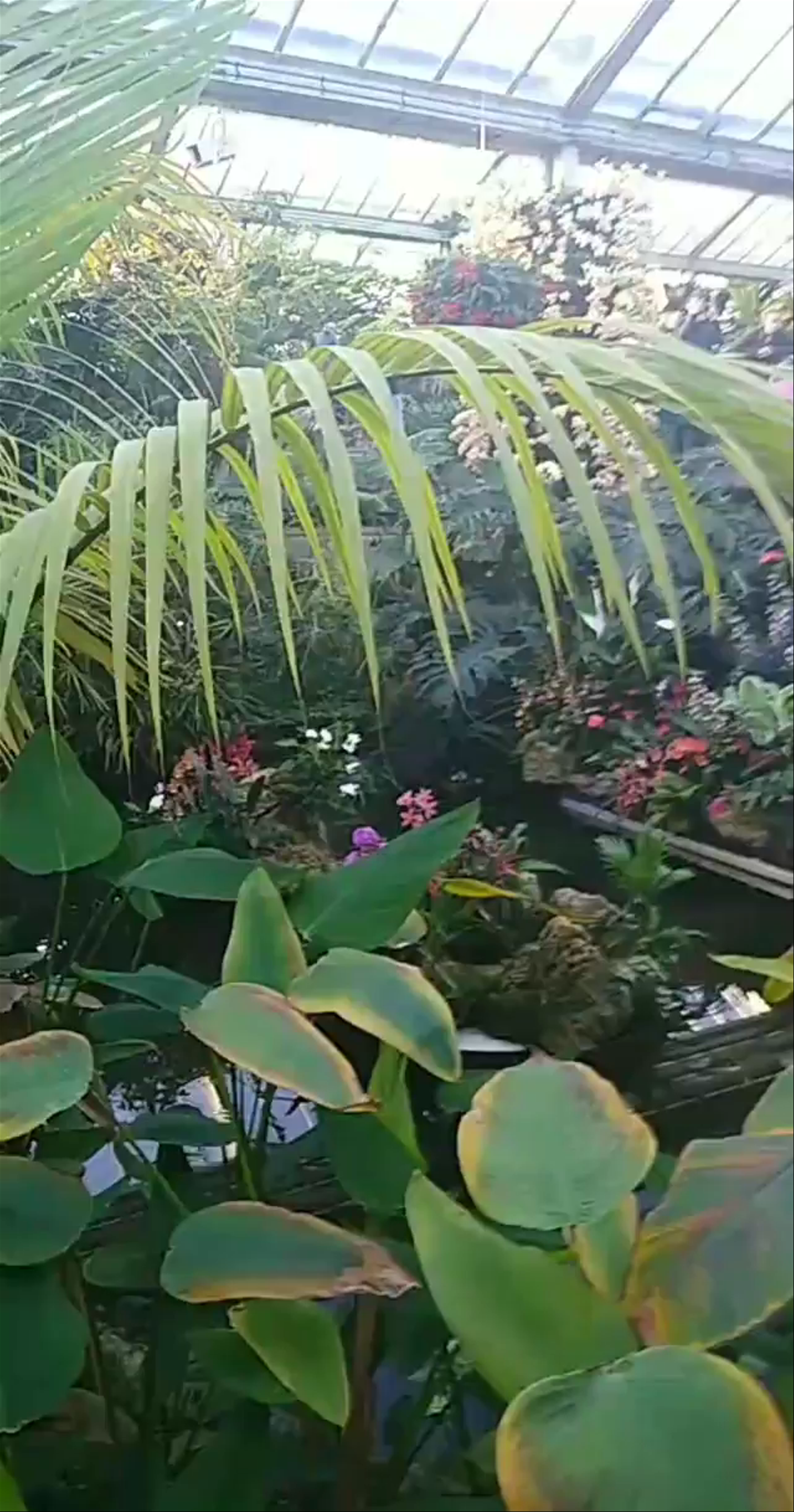 Royal Botanic Gardens, Kew