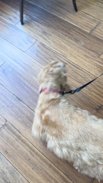 Classy Clipper Dog Grooming - Happy dog!! - Pet Groomers Near Me