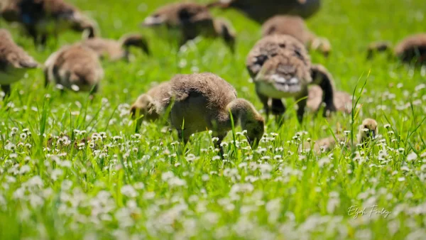 Spring Brings Baby Geese to Roseburg Neighborhood