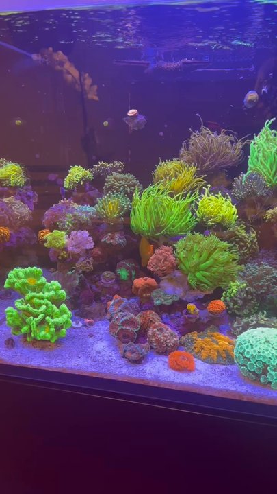 Frank Aquariums - Aquarium Services Near Me - Hialeah, Florida