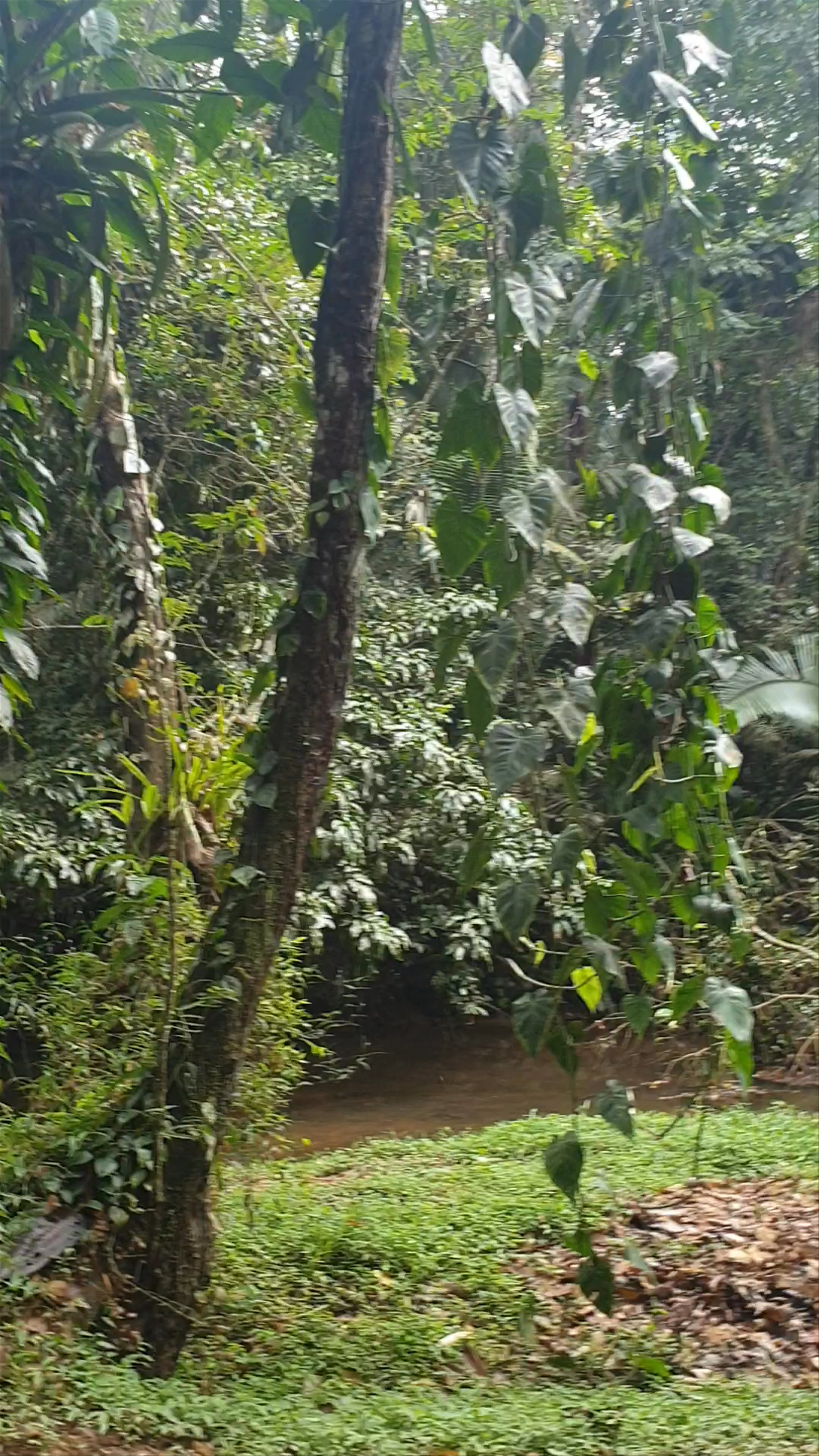 Cockscomb Basin Forest Reserve