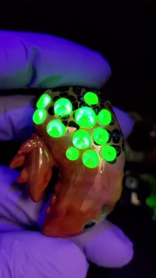 Preview pic of UV lobster claw
