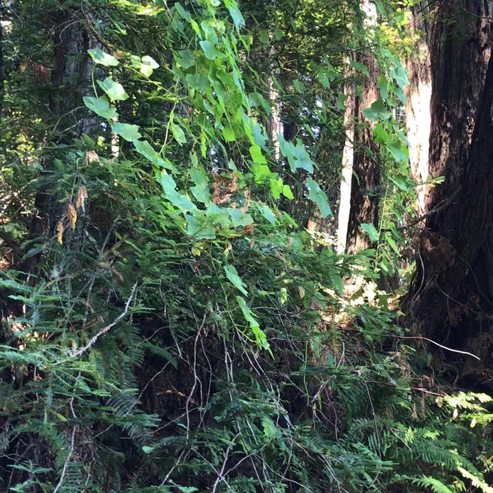 Pomo Canyon Trail - Beautiful Redwood Grove wishing Pomo Canyon! - Hiking Near Me - CA, California