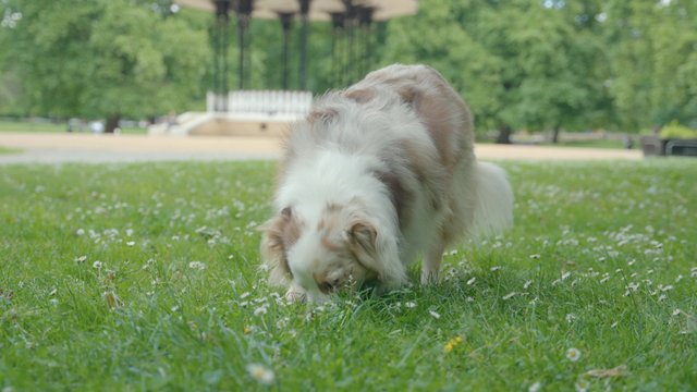 A dog snifiing and scratching its back on the grass