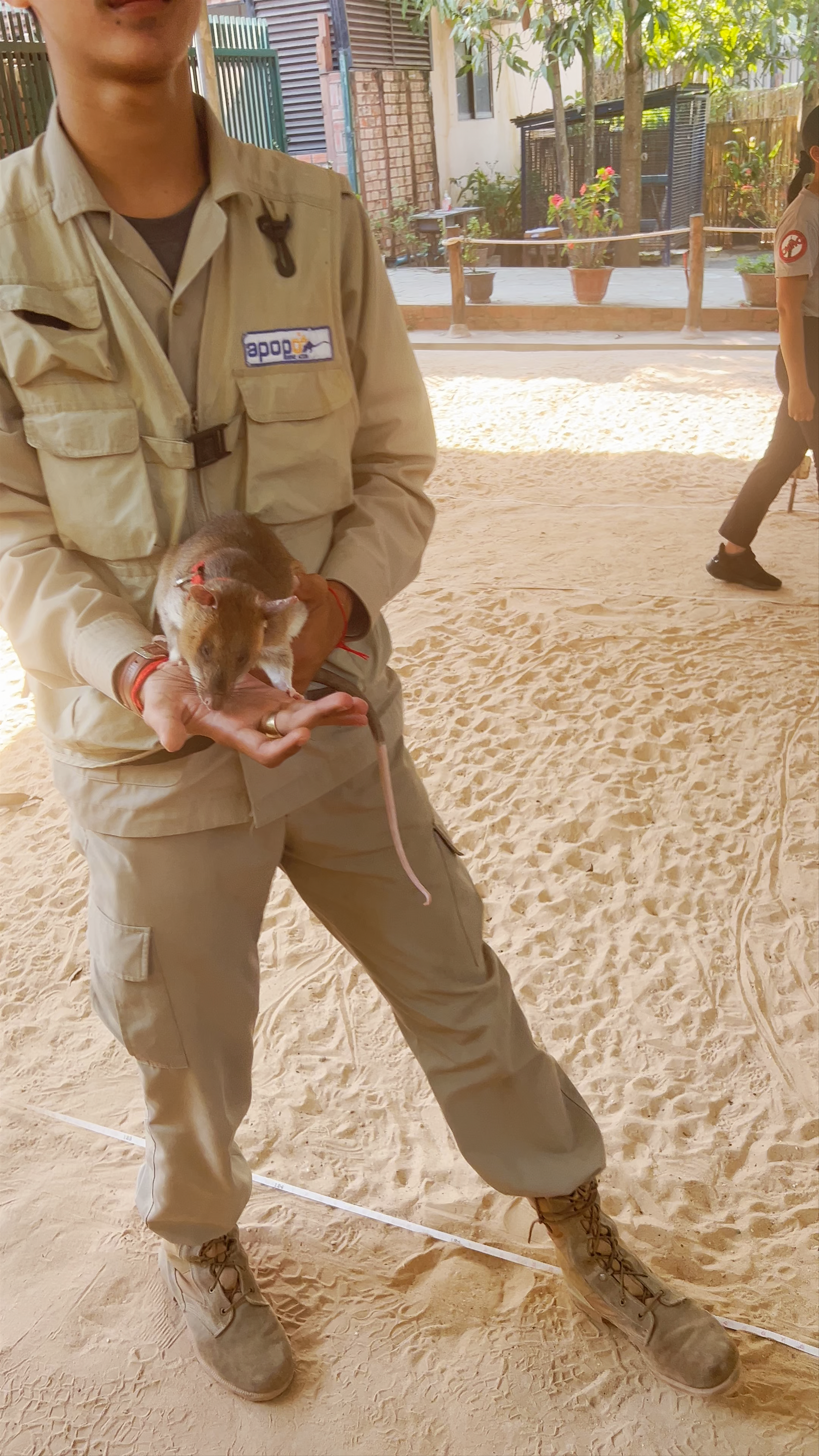 APOPO HeroRATs in Action: Humanitarian Demining in Siem Reap, Cambodia