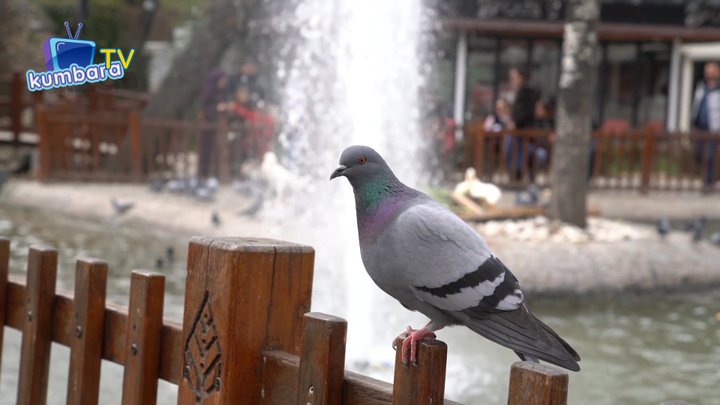 thumbnail.jpg?width=720&time=0 Uçan Hayvanlar