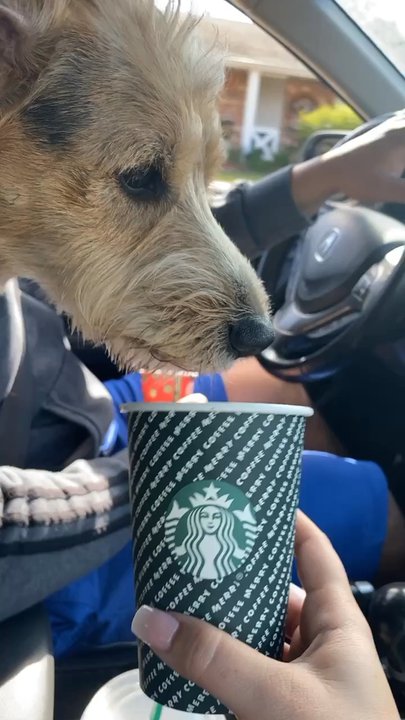 Starbucks - Coffee & Tea Near Me - Marrero, Louisiana