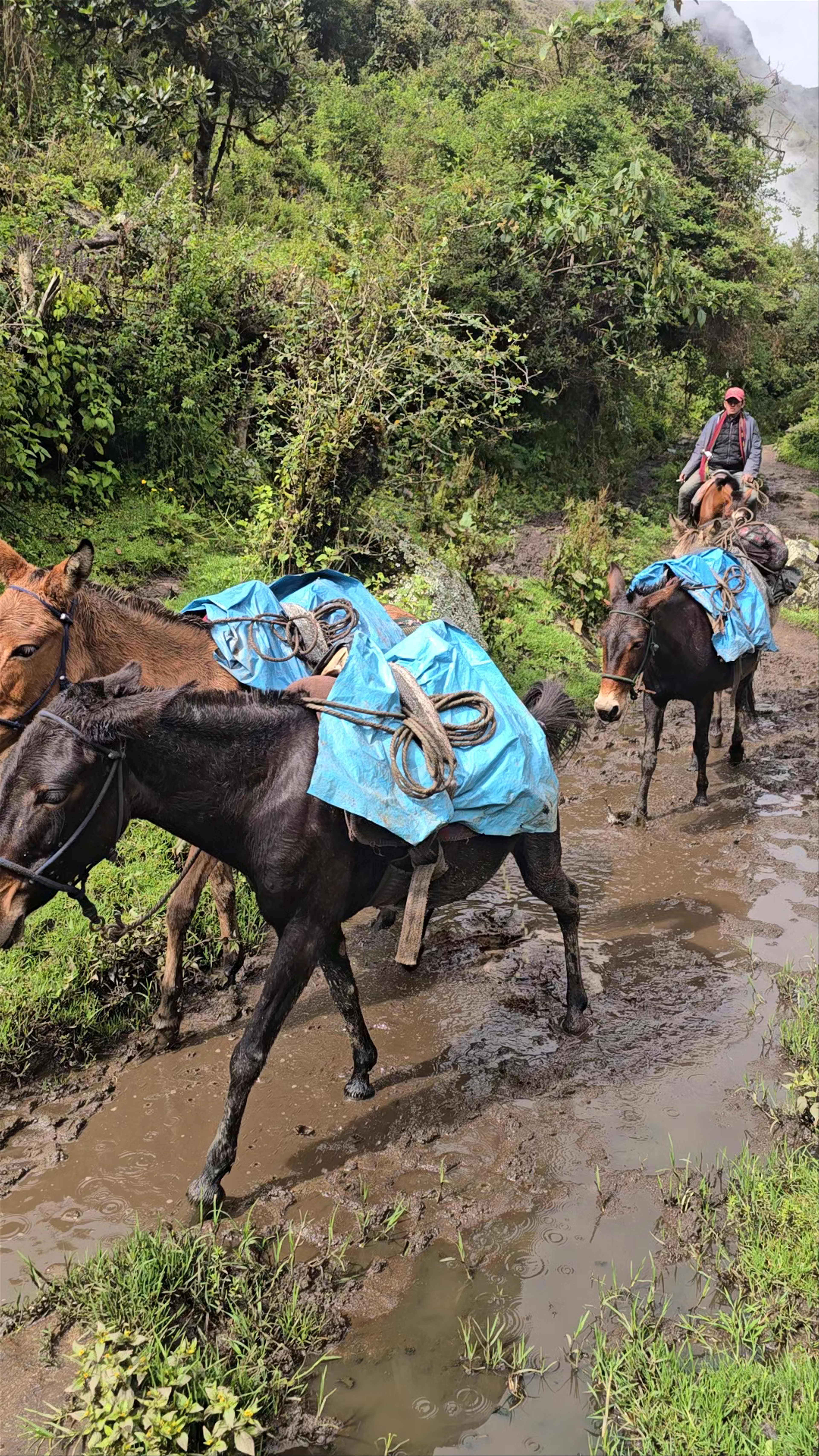 Salkantay Trek