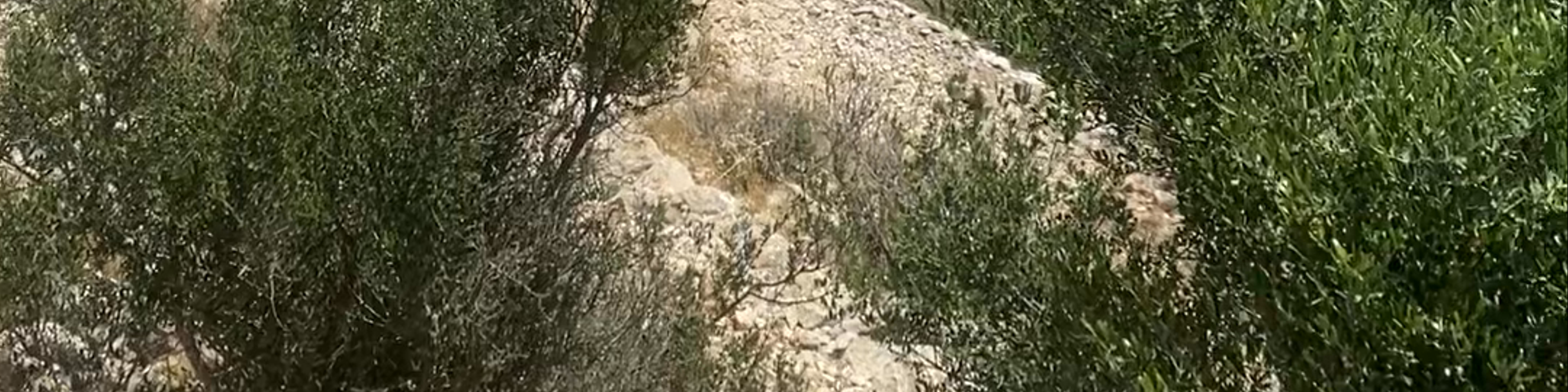 Calvià
